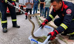 Bursa İnegöl'de vatandaşlar yılan sandı, kertenkele çıktı