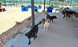 Büyükşehir'den sokak hayvanlarına yeni yuva