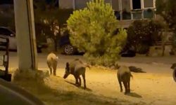 Ayvalık'ta yaban domuzları şehre iniyor