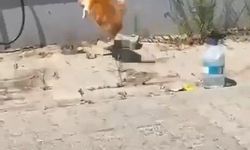 Kedi ile yılanın kavgası kamerada