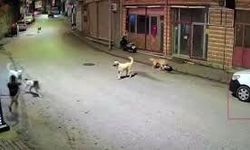 Küçük çocuk sokak köpeklerinin saldırısına uğradı