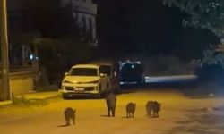 Bursa Karacabey’de yaban domuzları yerleşim alanına indi