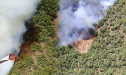 Bursa'da bir orman yangını daha