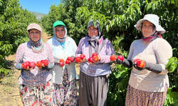 İznikli nektarin üreticisinden fiyat tepkisi