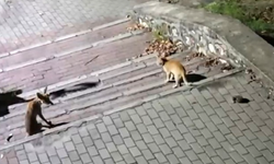 Bursa Kestel'de tilki, kedi ve kirpi buluşması kamerada