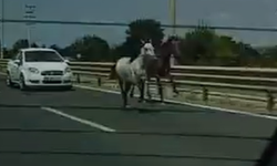 İnegöl-Bursa karayolunda tehlikeli anlar! Başıboş atlar dört nala koştu