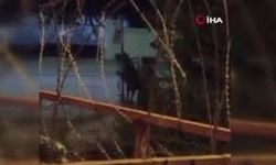 Arnavutköy’de yürek burkan görüntüler: Dakikalarca atı dövdü