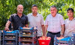 Bursa İnegöl’de şeftali hasadı sancılı başladı! Üretici kara kara düşünüyor