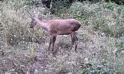 Bursa İnegöl’de gizli yaban hayatı fotokapana takıldı!