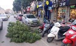 İnegöl Atatürk Bulvarı'nda rüzgar ağacı devirdi! Motosikletler zarar gördü