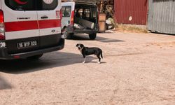 İnegöl'de duygulu anlar! Kazaya neden olan köpek yaralının başından ayrılmadı