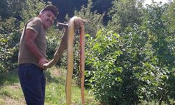 Mezit’te Fındık Bahçesinde Dev Yılan Şaşkınlığı! 4 Metrelik Yılanı Böyle Yakaladı