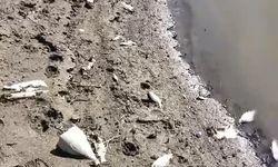 Bursa'nın içme suyu barajına giden derede balık ölümleri korkuttu!