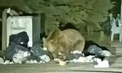 Uludağ’da aç kalan ayı çöp konteynerinde yemek aradı!