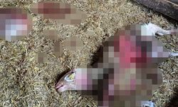 Çiftliğe kurt girdi: 1 koyun telef oldu!