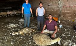 Bursa’da milyonluk servet 'yapağı' arazilere atılıyor!