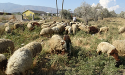 Maaşlarıyla gündem olan çobanlar, günde litrelerce su tüketerek kavurucu sıcakta mesaiyi sürdürüyor