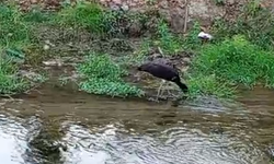 İnegöl’de ender görülen kuş görüntülendi! Hangi kuş türü olduğunu öğrenince şaşıracaksınız...