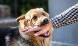 Kedi ve köpek ısırığını da tırmalamasını da hafife almayın