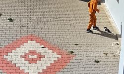 Savunmasız hayvana zulmetti, kameralar saniye saniye kaydetti! Türkiye'yi ayağa kaldıran olay