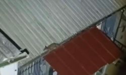 Bursa'da yolunu şaşıran tilki evin çatısına çıktı