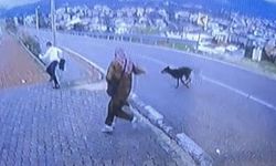 Bursa'da köpek d*hşeti kamerada: Çocuk kaçarken bacağını kırdı!