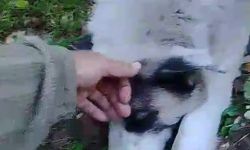 Bursa'da ormanda tuzağa yakalanan köpeği arama kurtarma ekipleri kurtardı