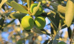 Bursa'da zeytin alacaklar dikkat! 2026 sezonu zeytin maliyetinde sürpriz rakam