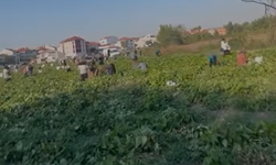 Bursa İnegöl’de Örnek Davranış! Fasulye Tarlasını Vatandaşlara Ücretsiz Açtı