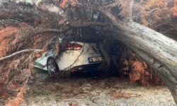 Bursa Mudanya'da sağanak yağış ağacı devirdi, otomobilin üzerine düştü