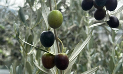 Bursa'da bu sezon 165 bin ton sofralık, 125 bin ton yağlık zeytin bekleniyor
