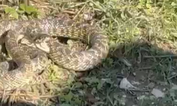 İnegöl'ün köyünde 3 metrelik engerek yılanı görüntülendi!