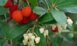 Bursa'da mağdur olan çiftçilere ücretsiz çilek fidesi verilecek!