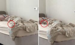 Yetkililer nerede? KYK yurdunda odaları basan fareler öğrencileri çileden çıkardı!