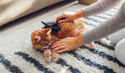 İnegöl Belediyesi’nden Evcil Hayvan Sahiplerine Mikroçip Hatırlatması