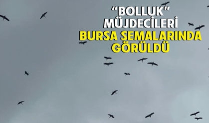 "Bolluk" müjdecisi leylek sürüsü Bursa semalarında görüldü