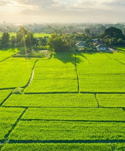 Bursa'da milyonluk arsa, tarla ve zeytinlikler satılığa çıkarıldı