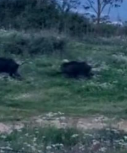 Bursa Orhangazi'de domuzlar şehir içinde görüntülendi