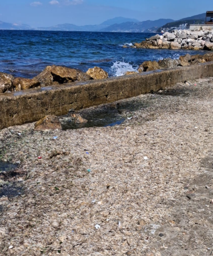 Güzelyalı Sahilinde Endişelendiren Görüntü: Sahil Yosunla Kaplandı
