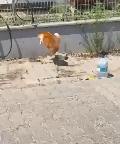 Kedi ile yılanın kavgası kamerada
