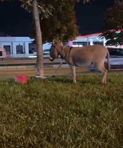 Bursa'da ağaca bağlanan eşek dikkat çekti!