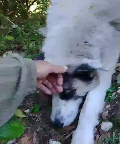 Bursa'da ormanda tuzağa yakalanan köpeği arama kurtarma ekipleri kurtardı