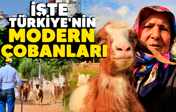 İşte Türkiye'nin modern çobanları