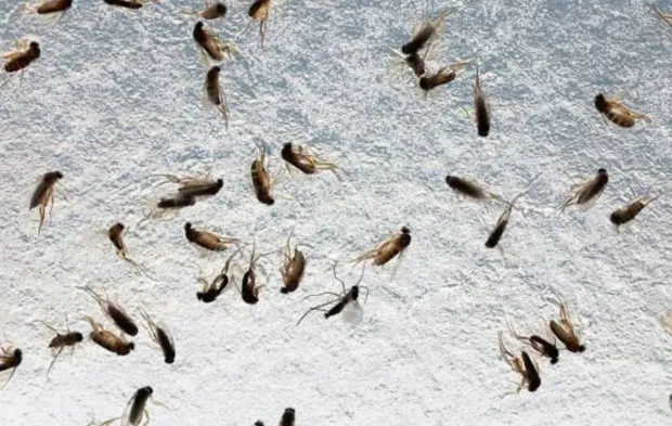İnegöl'de sinekler yaşamı olumsuz etkiliyor
