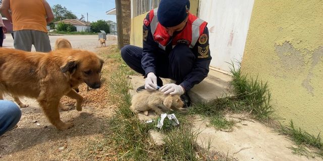 Jandarma’dan sokak hayvanlarına şefkat eli
