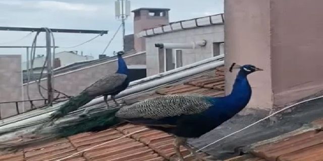 Tavus kuşları çatılarda geziyor, görenler şaşırıp kalıyor