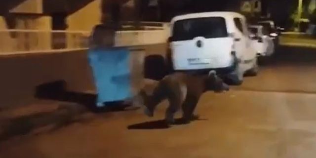 Yalova’da şehir merkezine ayı indi