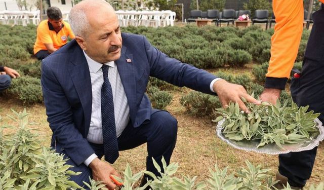“Şifa Kapısında” bitki hasadı
