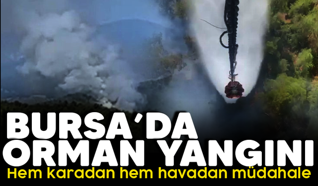 Bursa'da orman yangını!