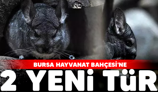 Bursa Hayvanat Bahçesi'ne 2 yeni tür eklendi